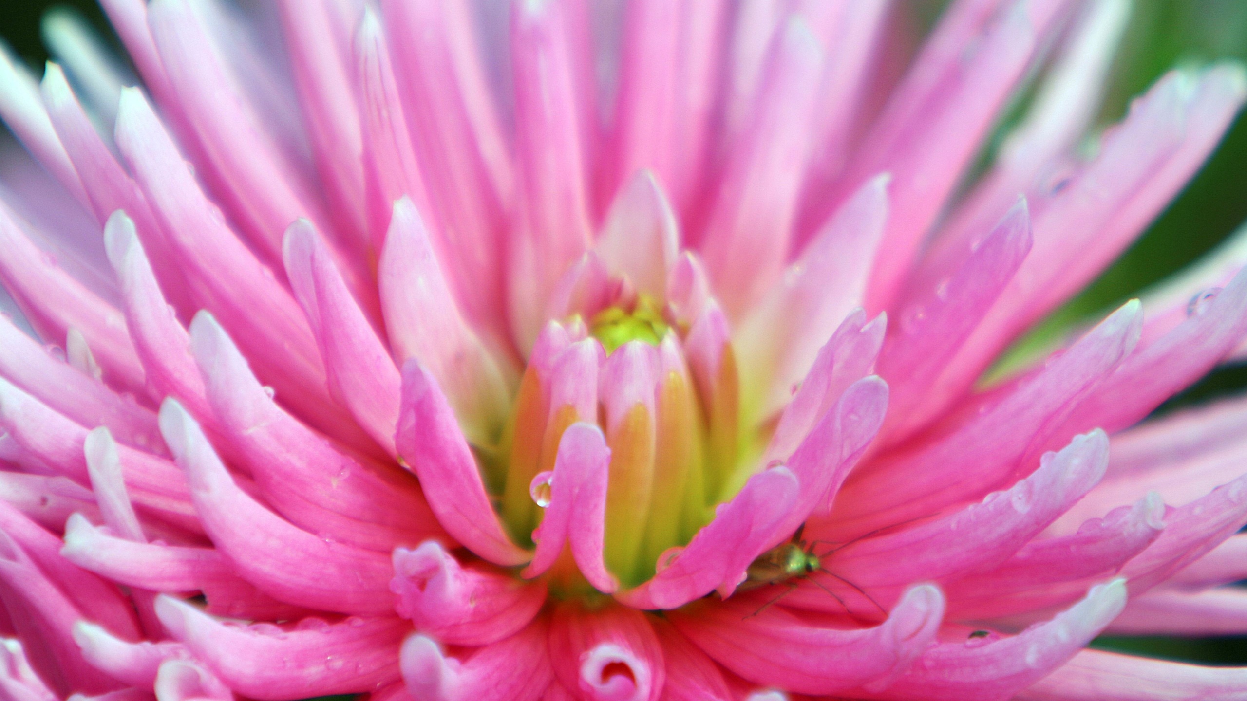 Dahlia With Raindrops