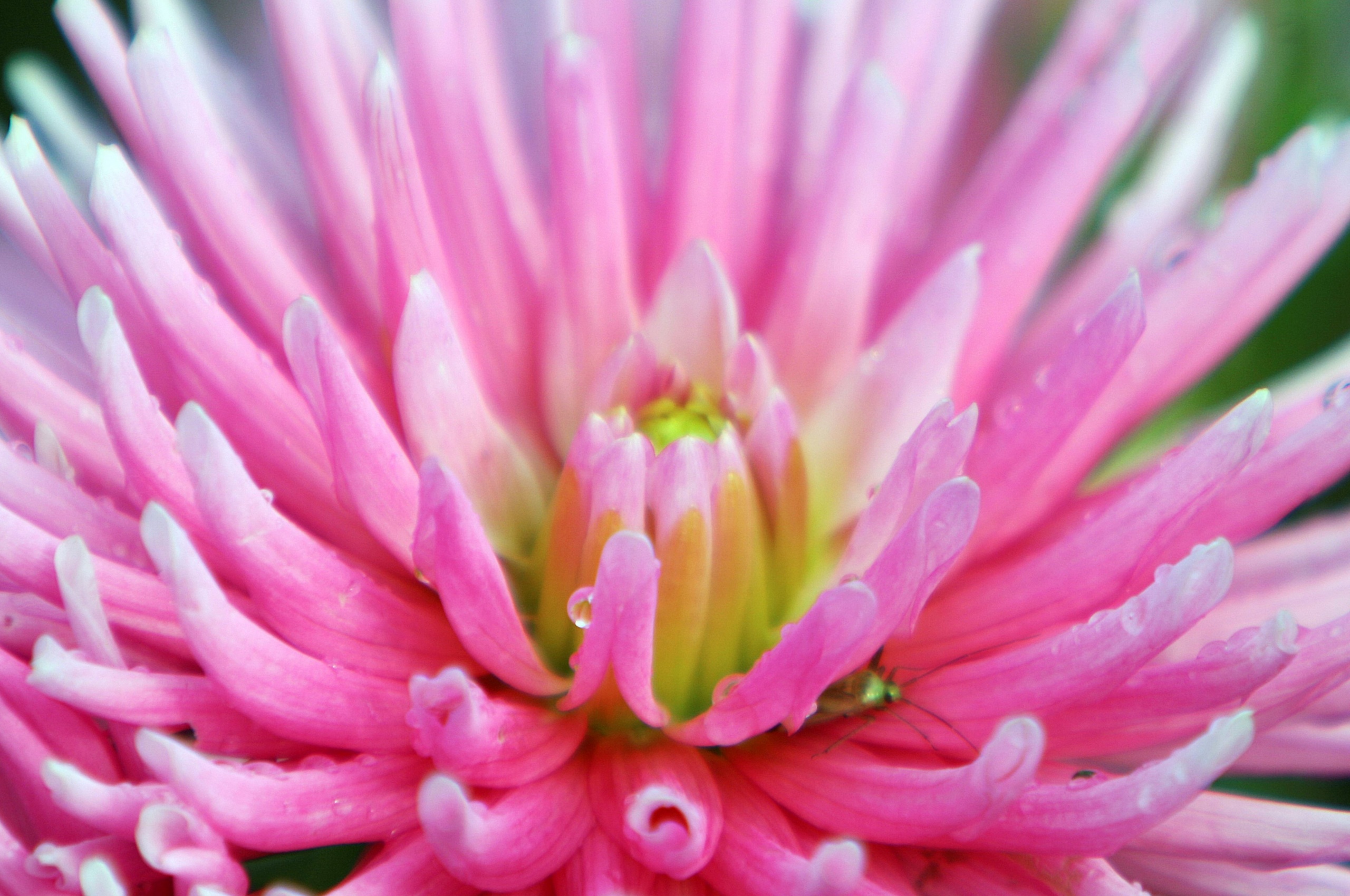 Dahlia With Raindrops