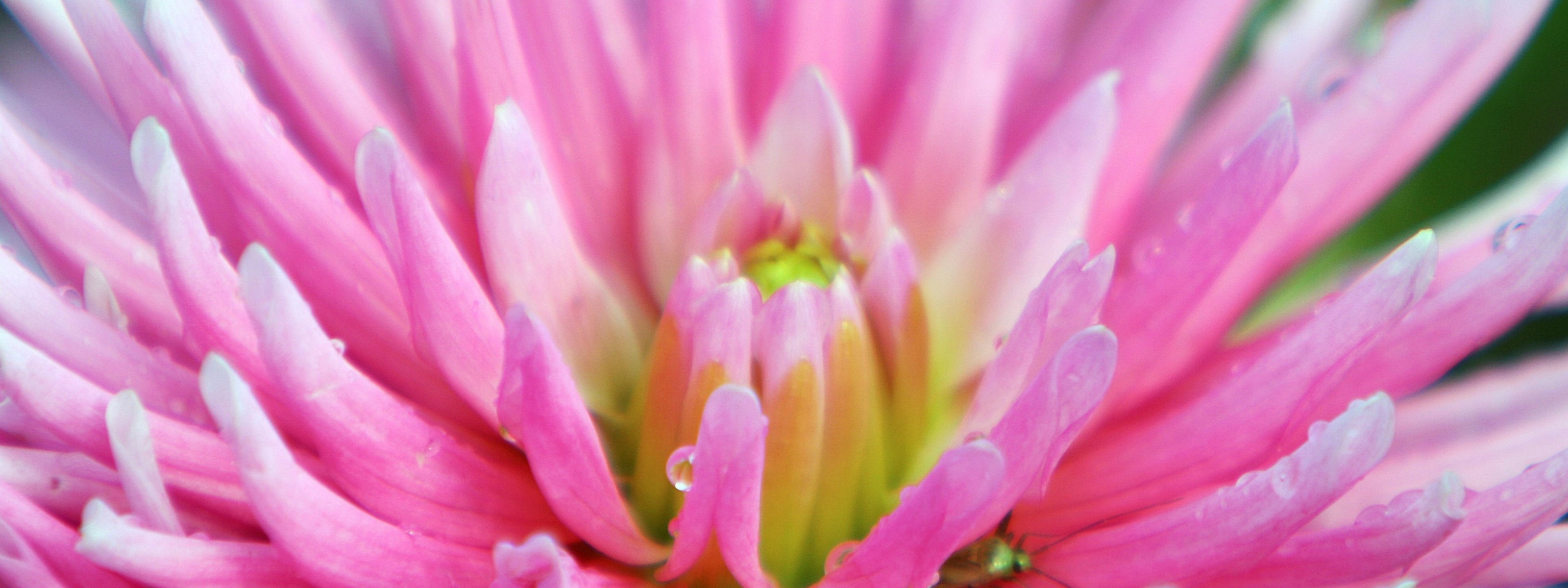 Dahlia With Raindrops