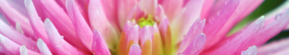 Dahlia With Raindrops