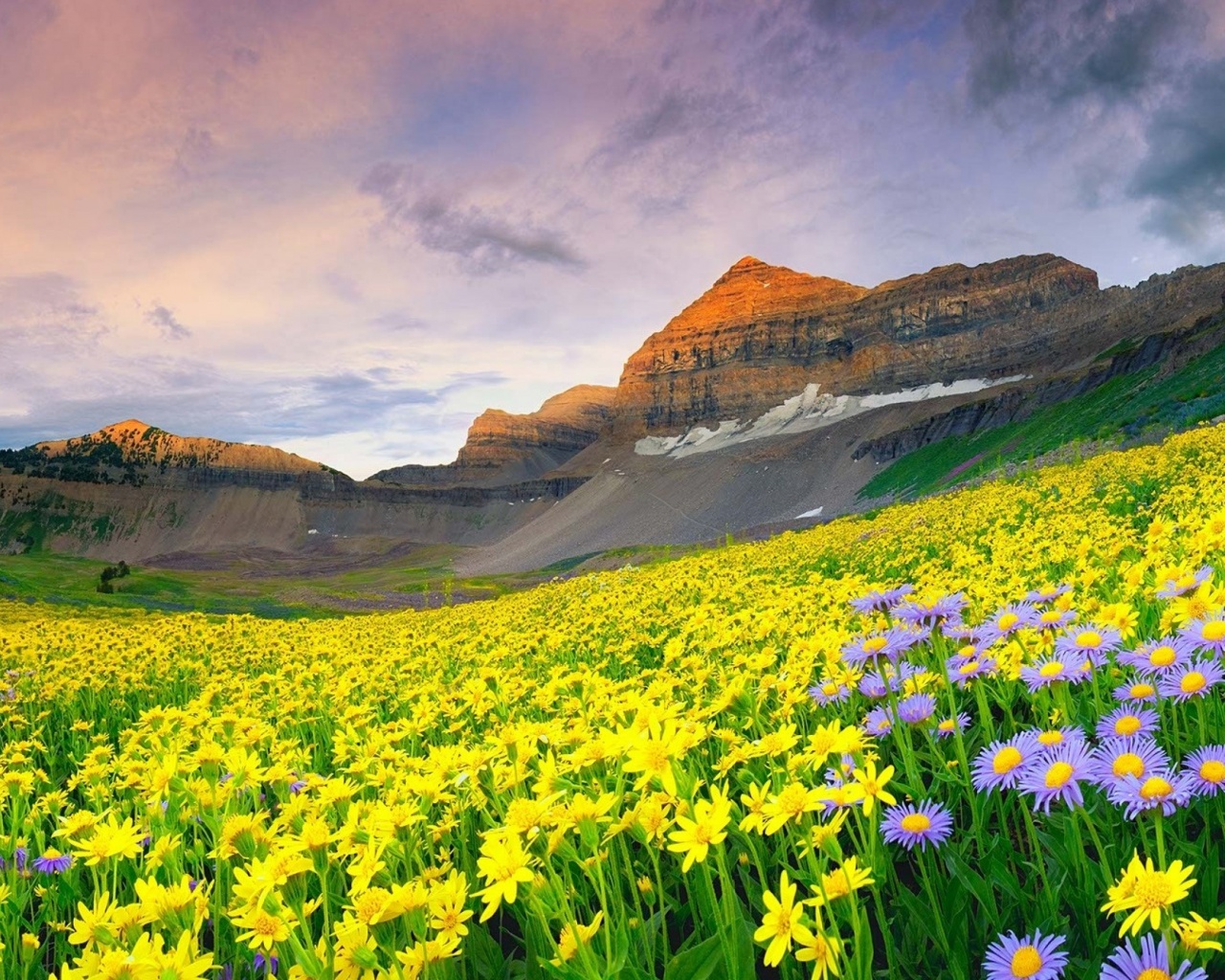 Daisy Field And Rock Hill