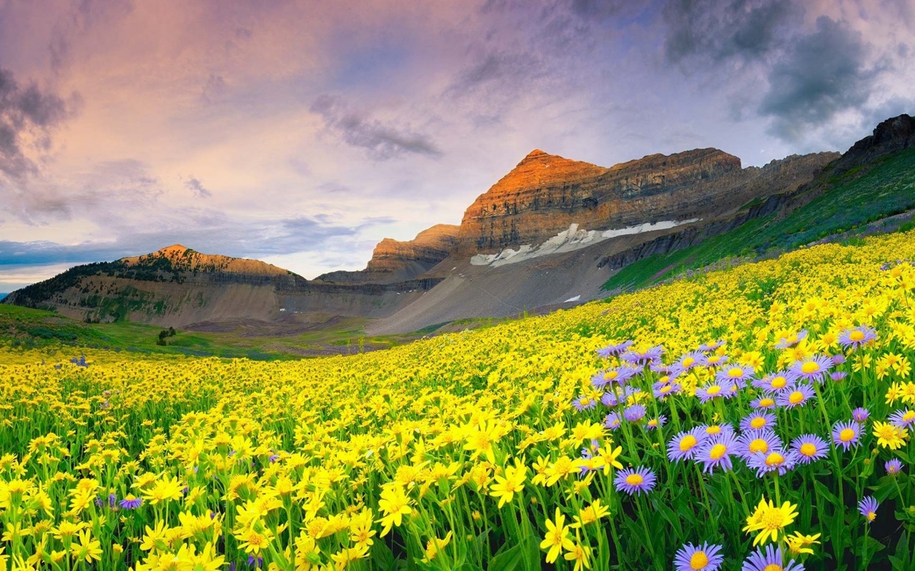 Daisy Field And Rock Hill