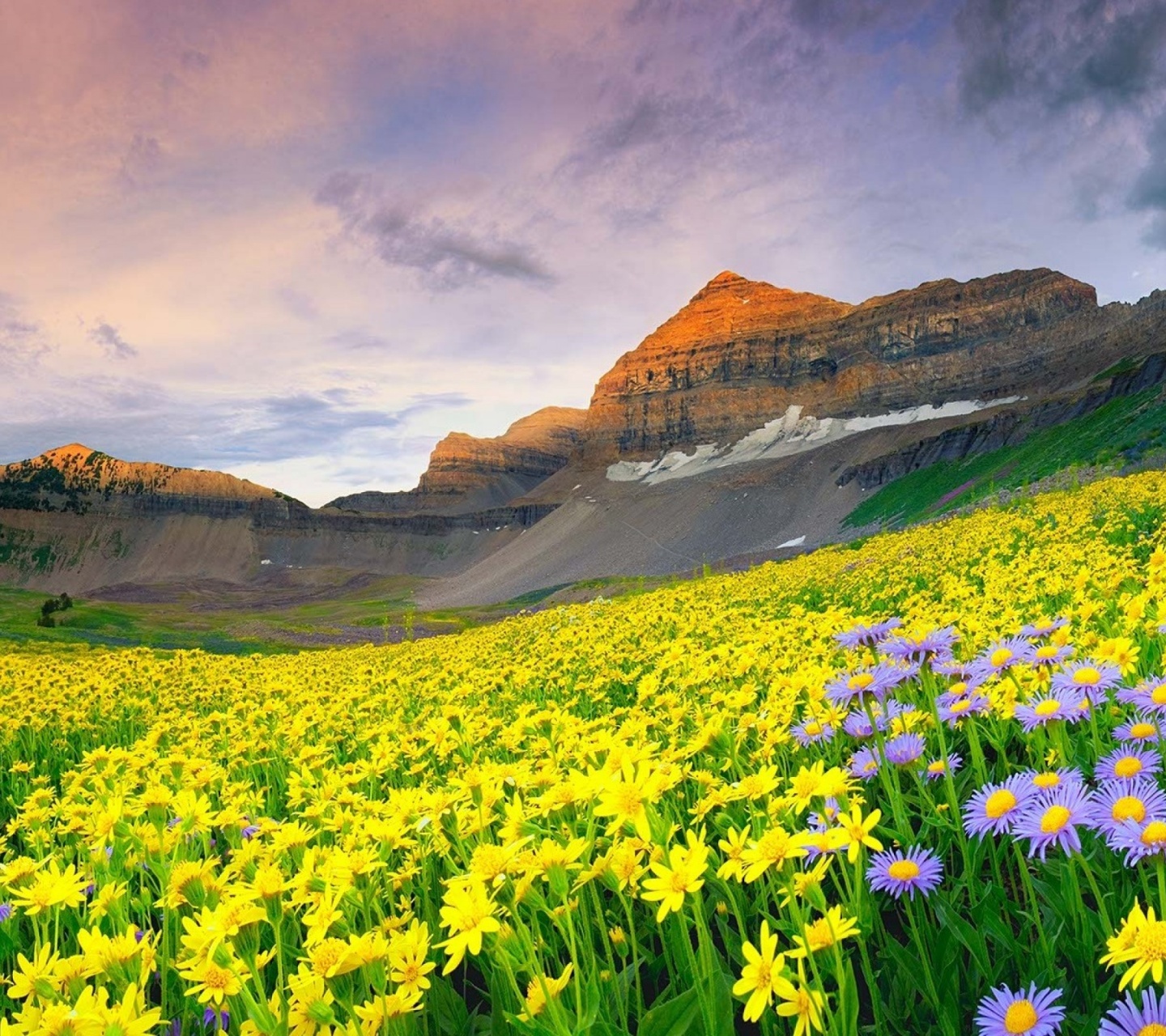 Daisy Field And Rock Hill