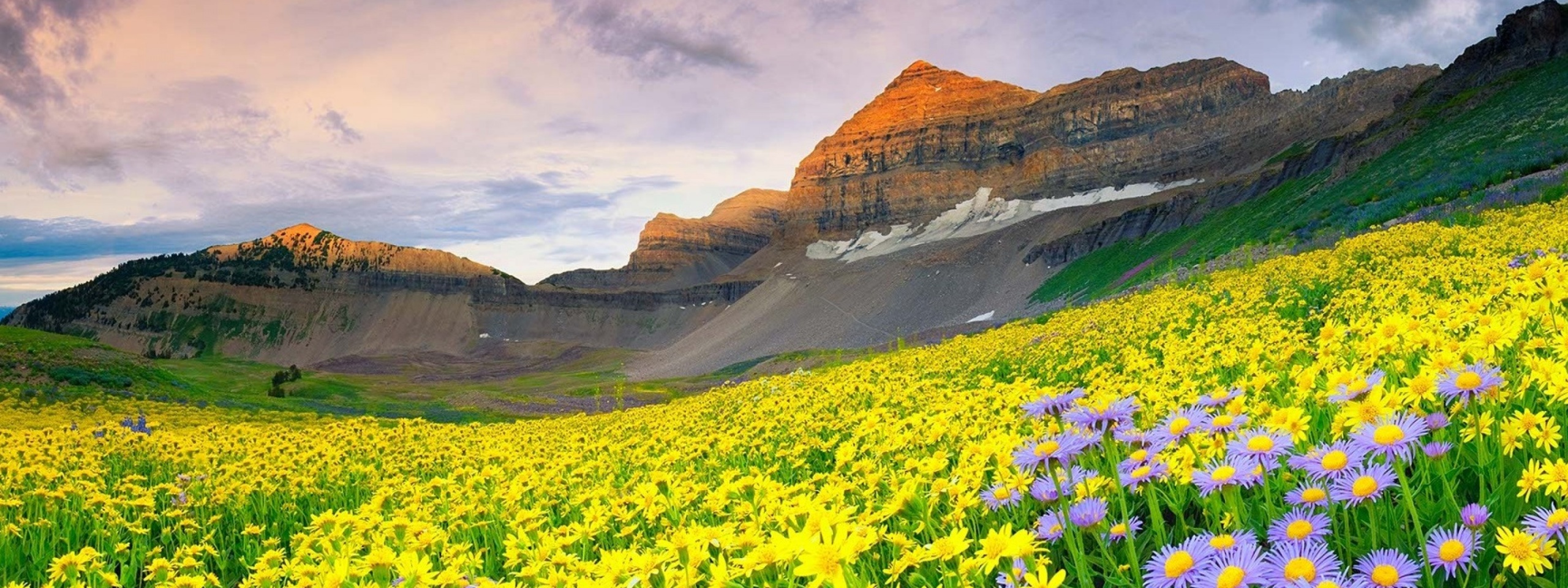 Daisy Field And Rock Hill