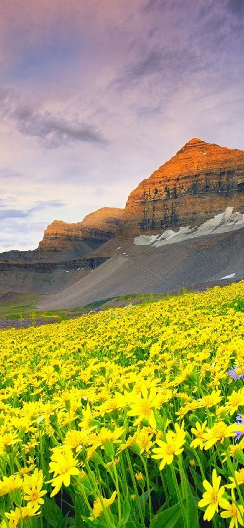 Daisy Field And Rock Hill