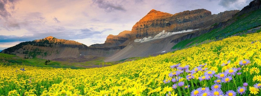 Daisy Field And Rock Hill