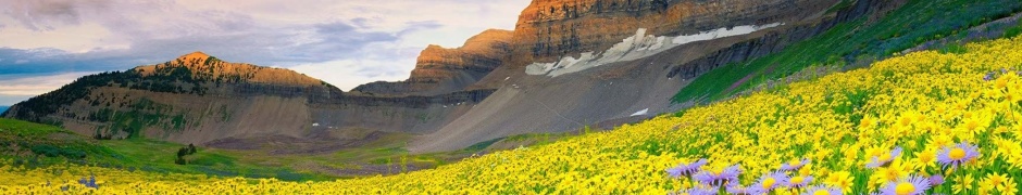 Daisy Field And Rock Hill