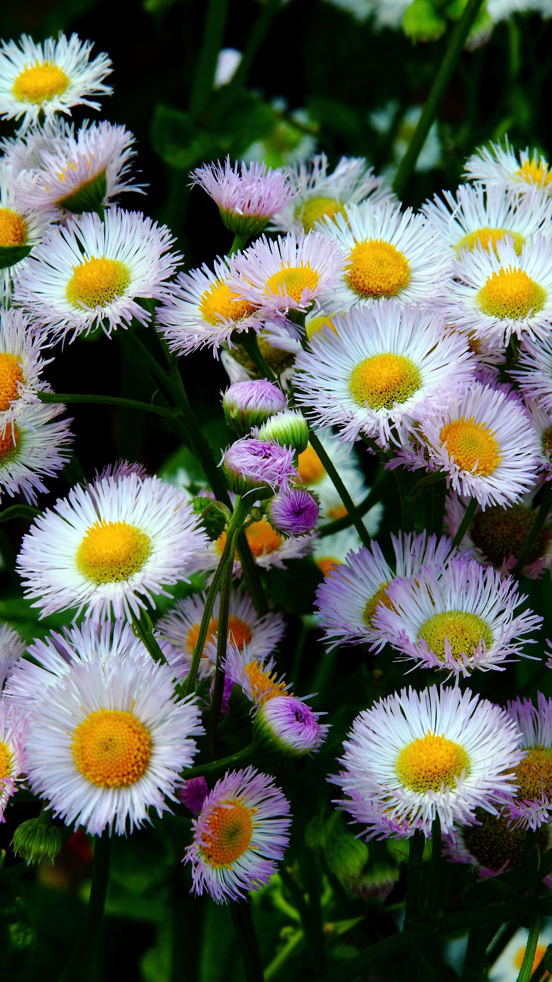 Daisy Fleabane