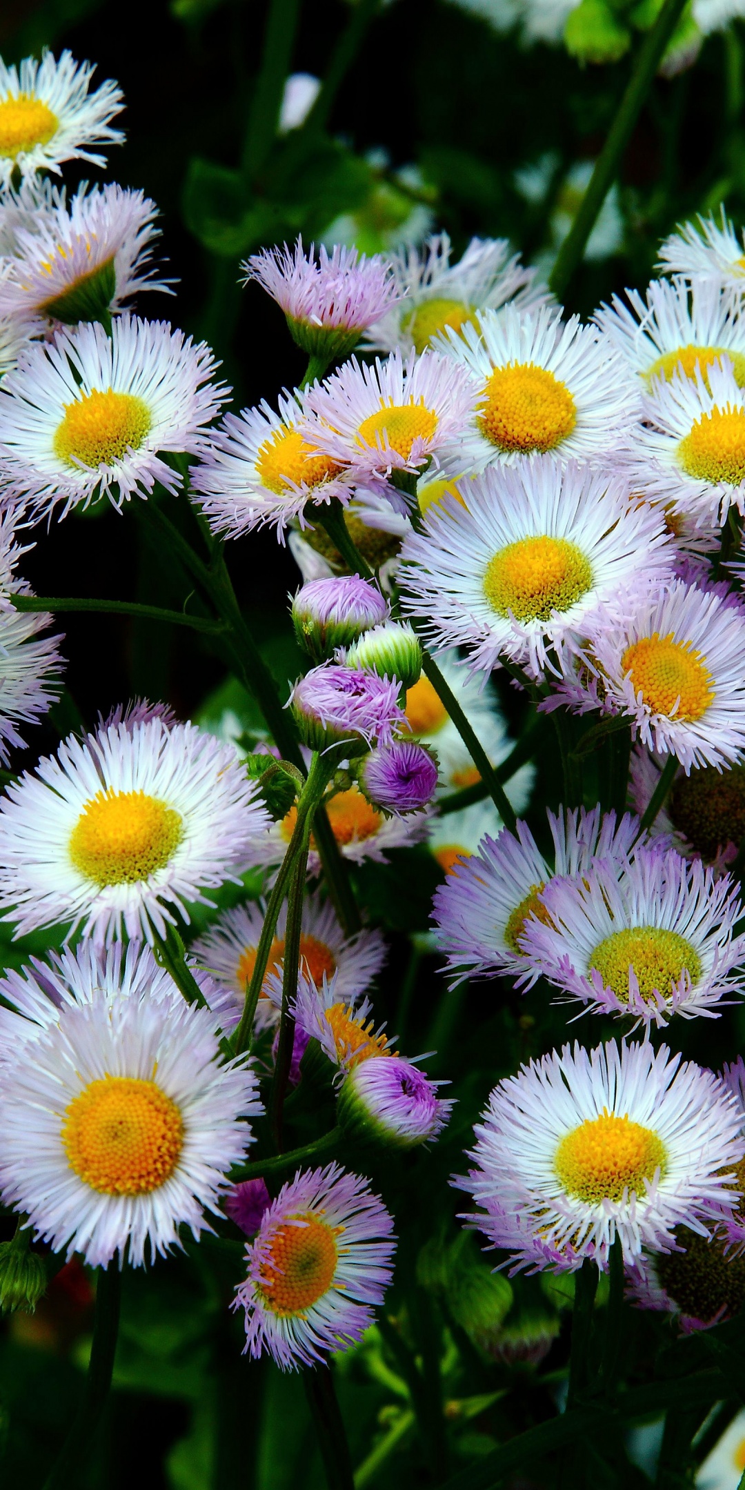 Daisy Fleabane