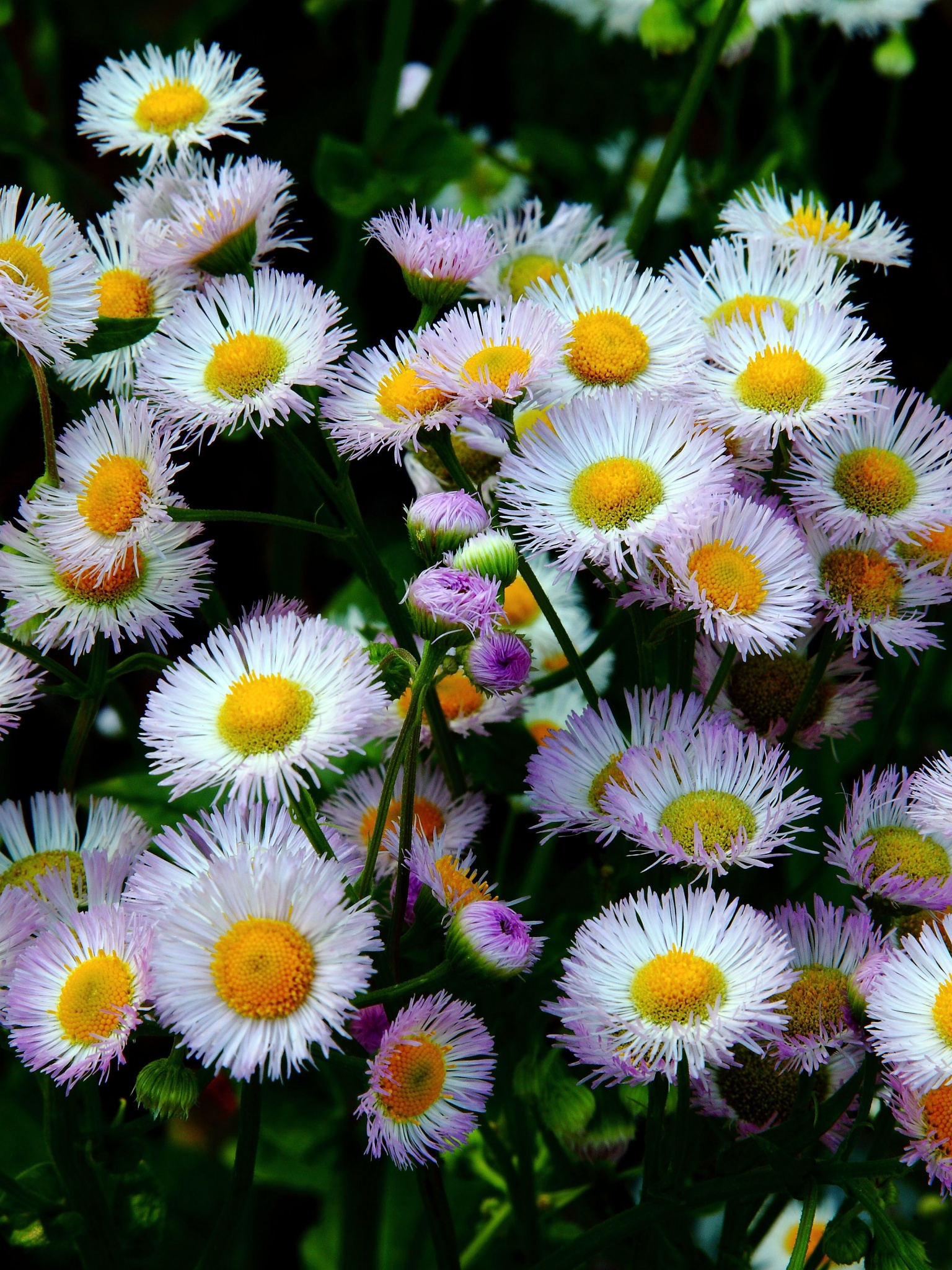 Daisy Fleabane