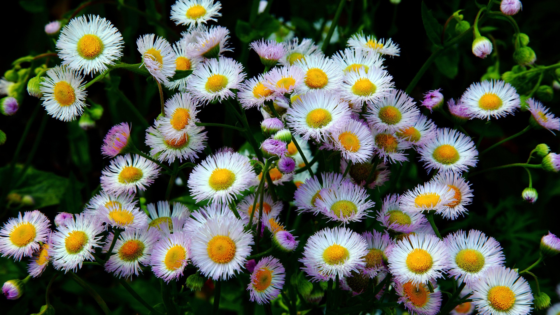 Daisy Fleabane