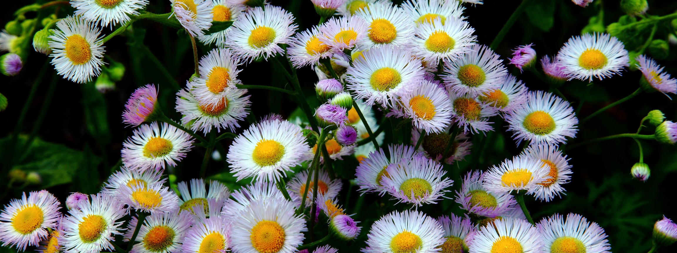 Daisy Fleabane