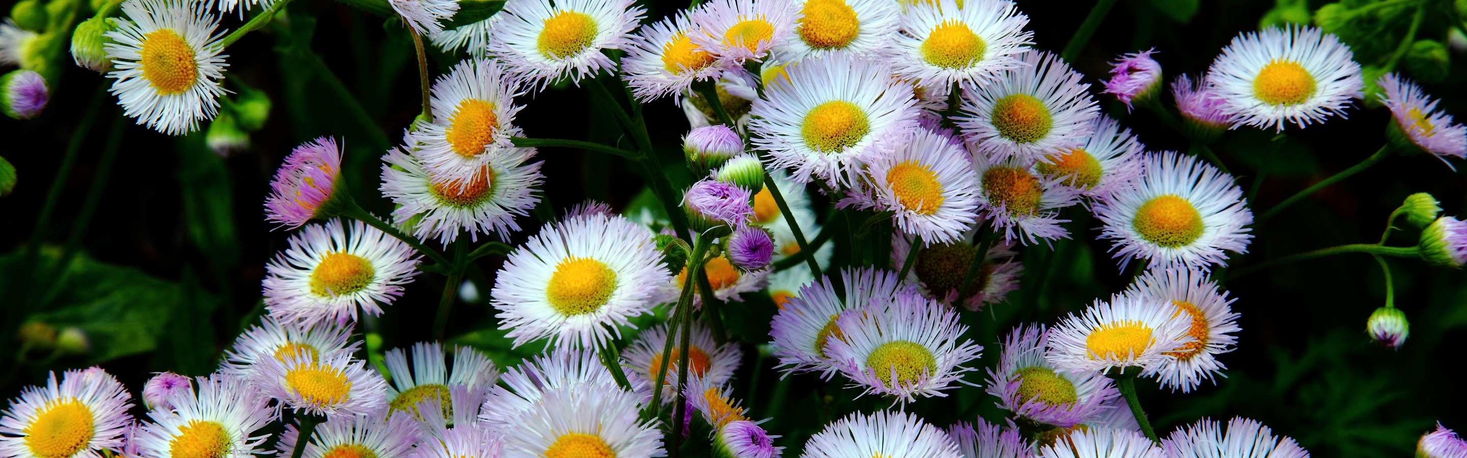 Daisy Fleabane