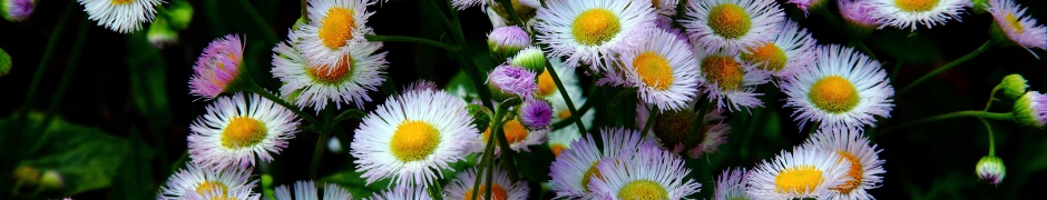 Daisy Fleabane