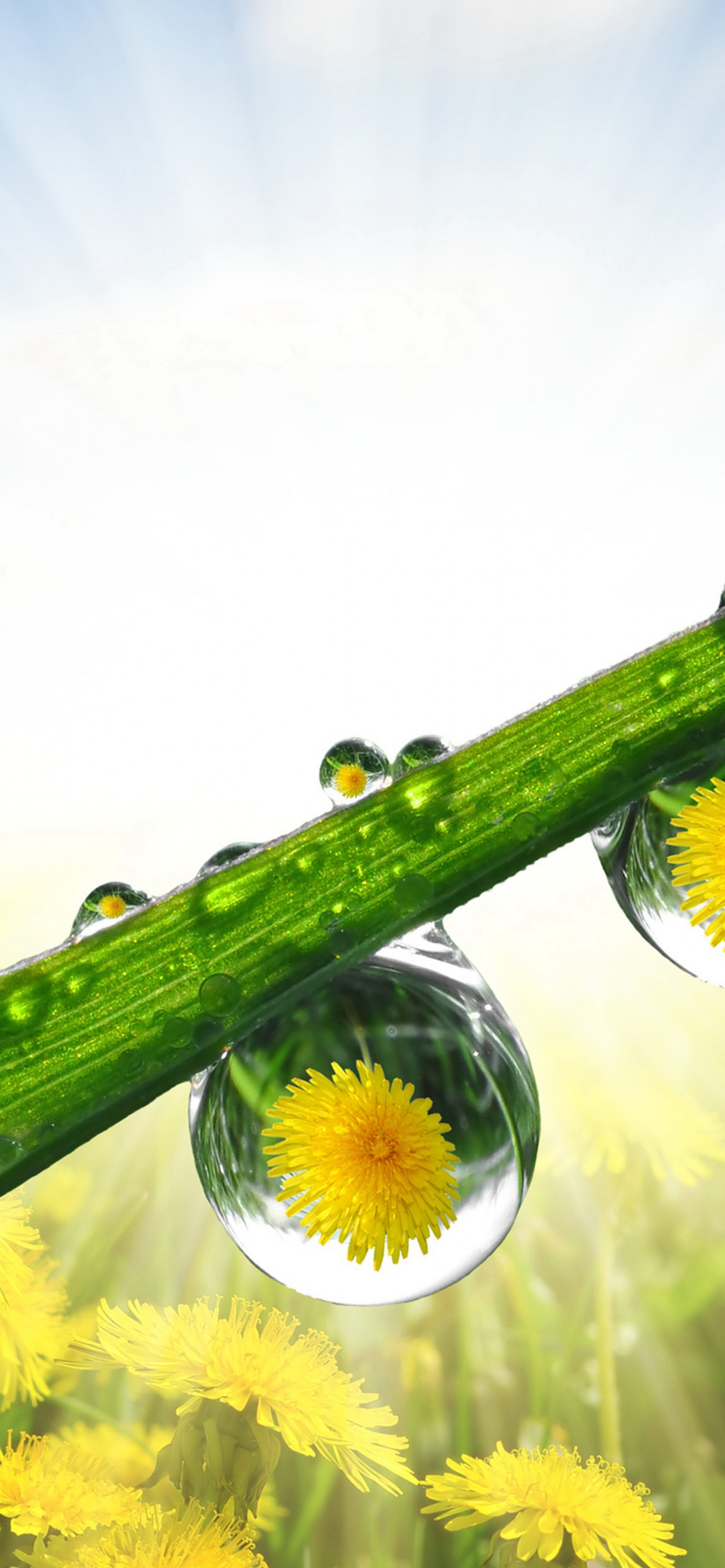 Dandelions Drops