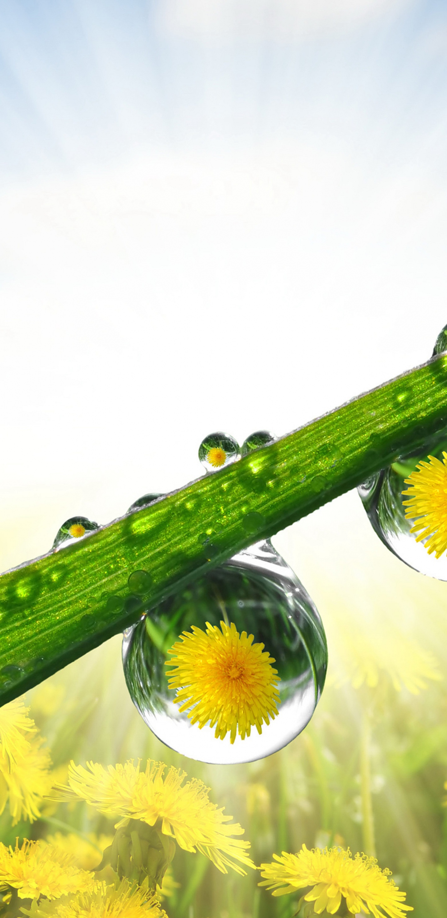 Dandelions Drops