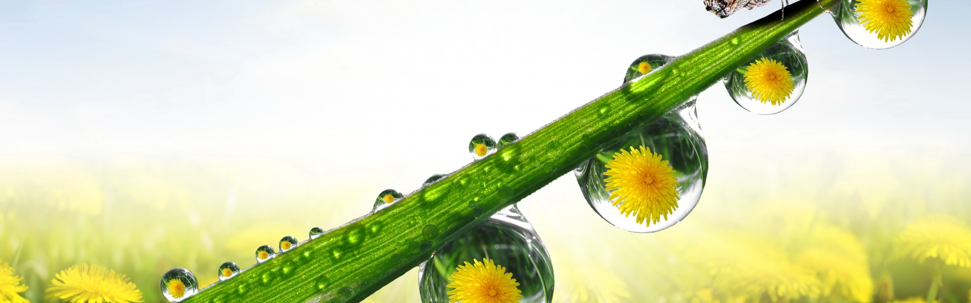 Dandelions Drops