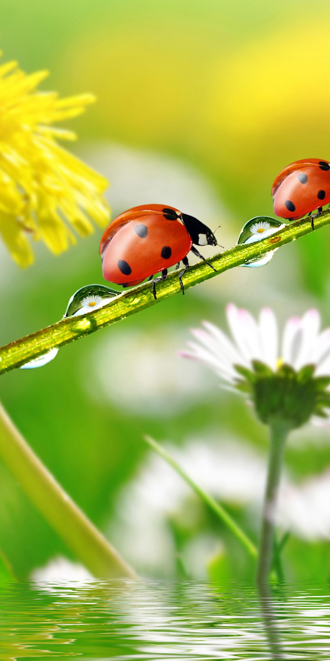 Dandelions Ladybugs Drops Nature