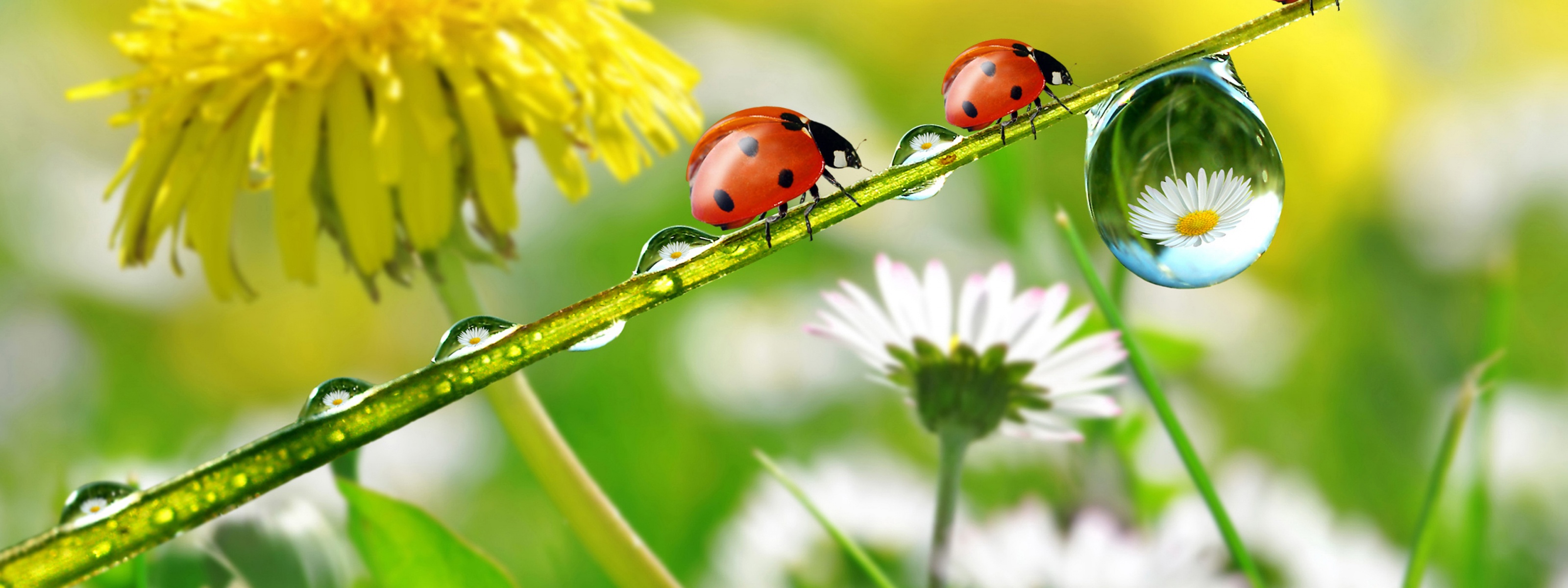 Dandelions Ladybugs Drops Nature