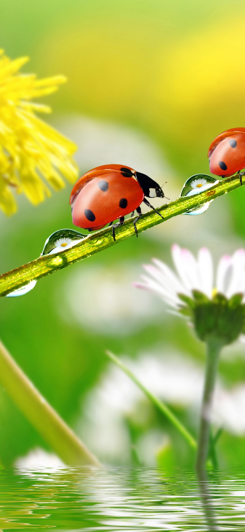 Dandelions Ladybugs Drops Nature