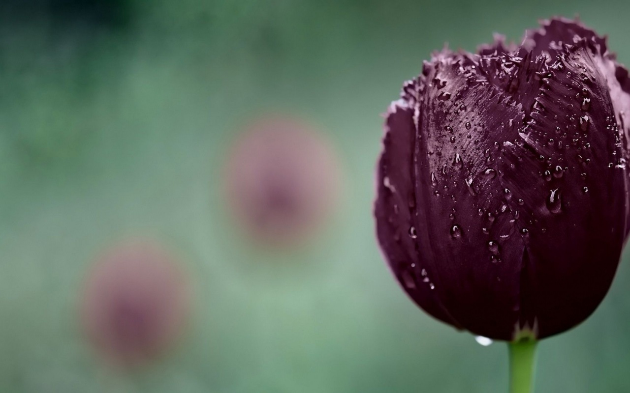 Dark Purple Tulip