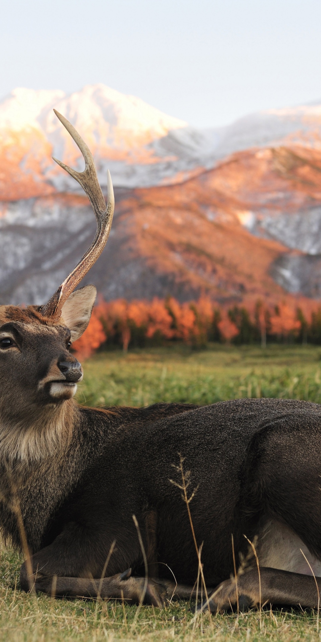 Deer In Foothills Of The Mountains