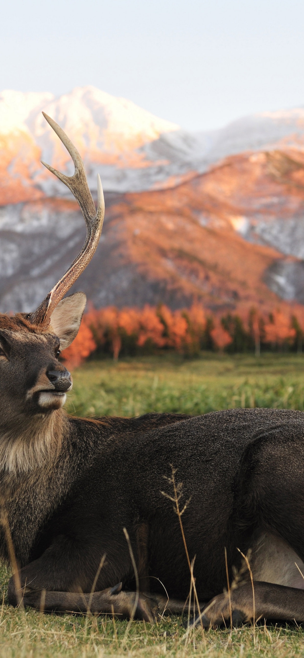 Deer In Foothills Of The Mountains