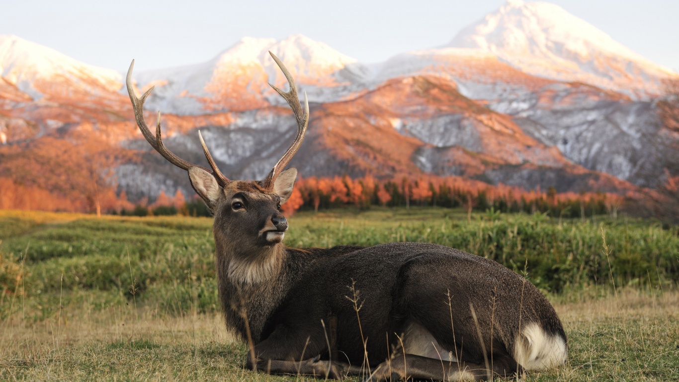 Deer In Foothills Of The Mountains