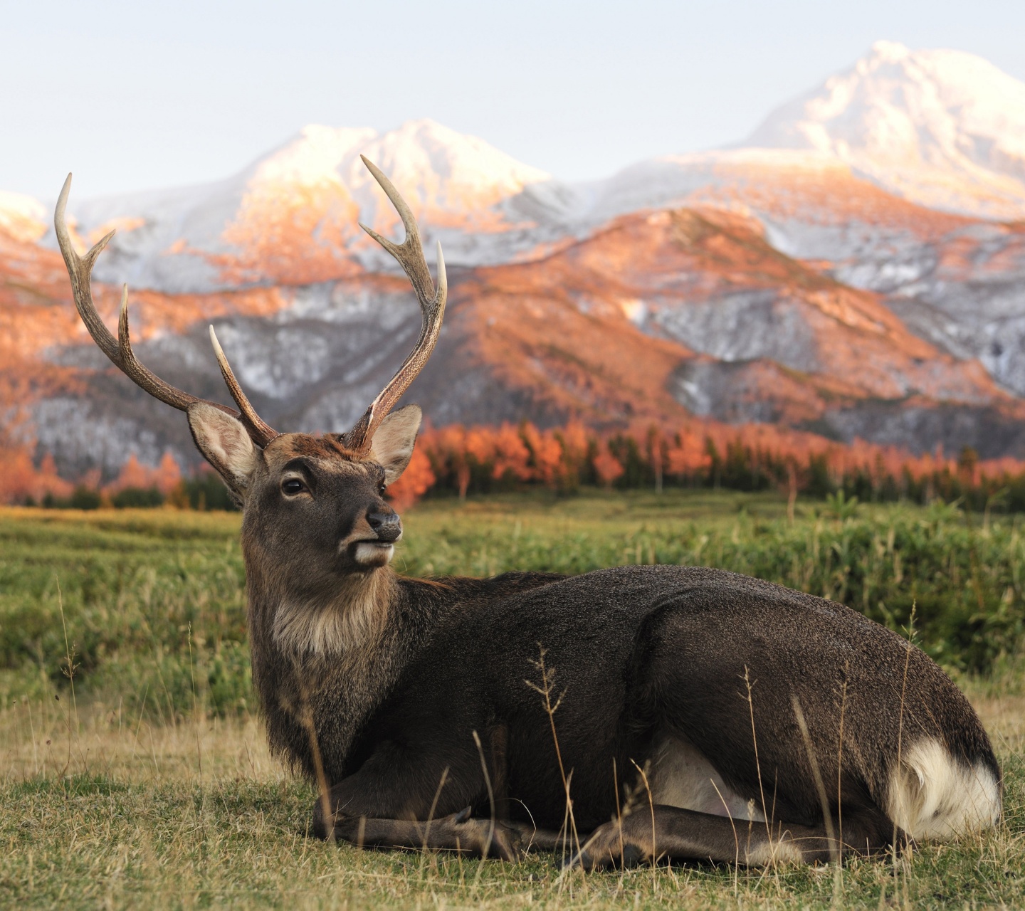 Deer In Foothills Of The Mountains