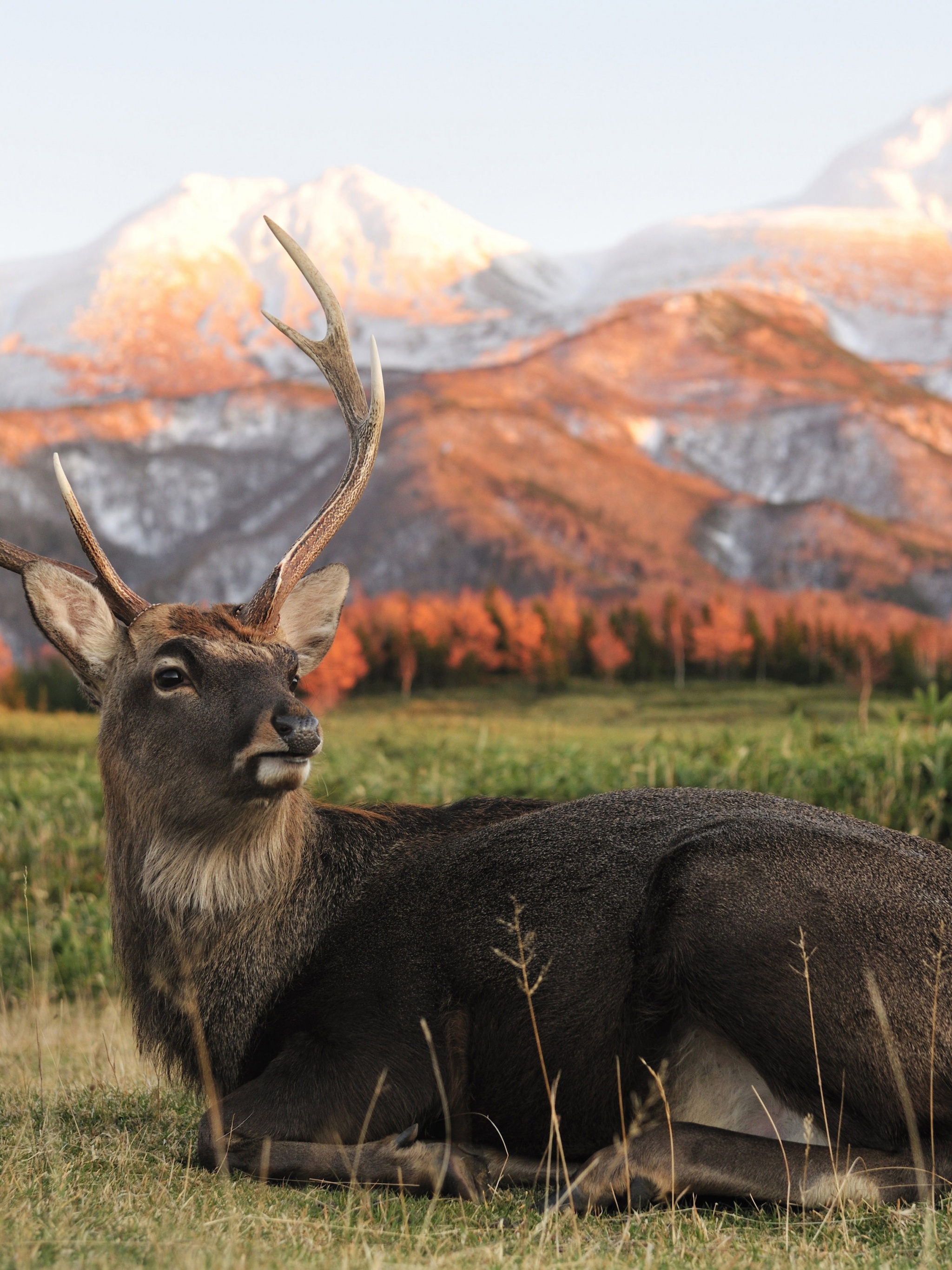 Deer In Foothills Of The Mountains