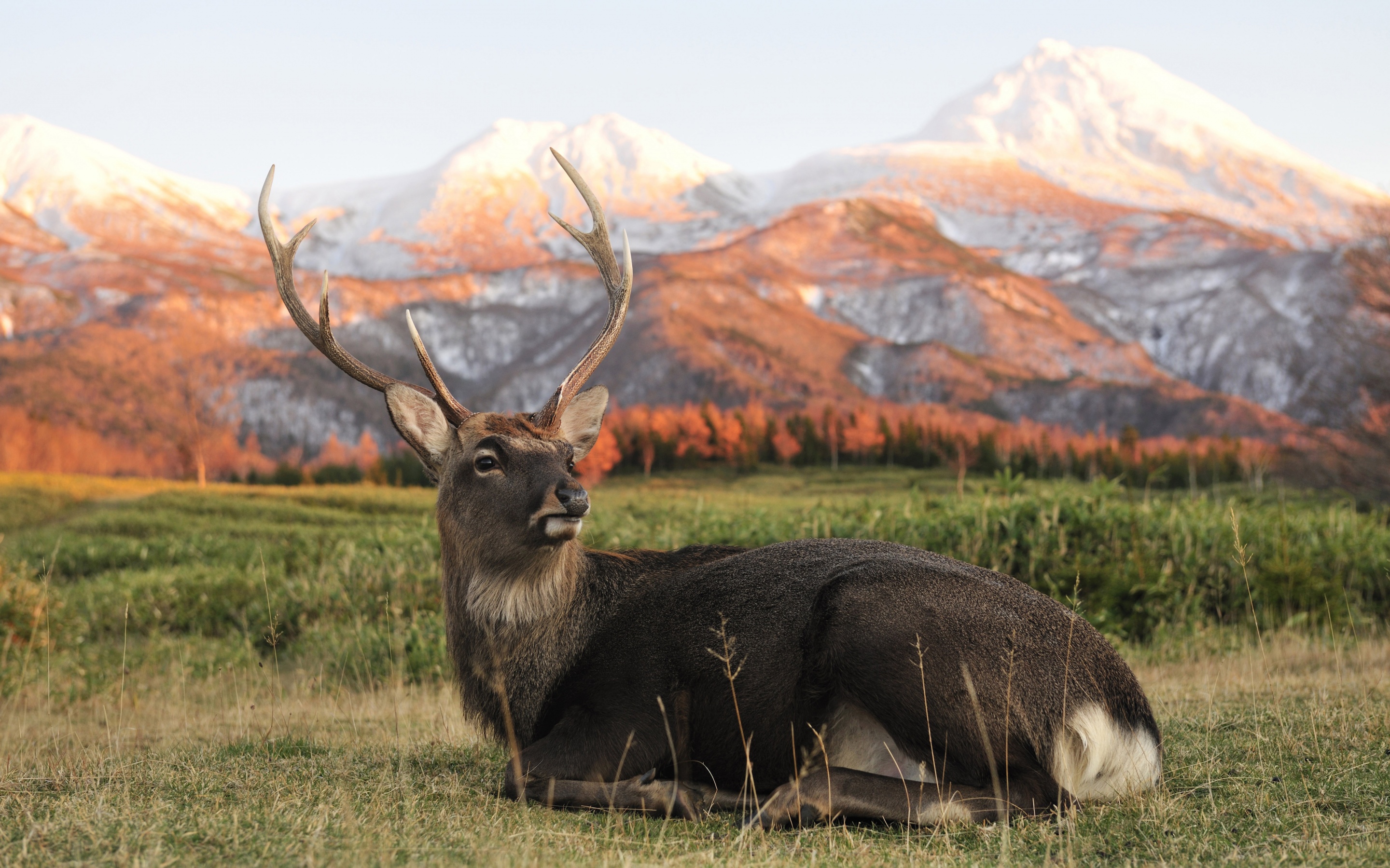 Deer In Foothills Of The Mountains