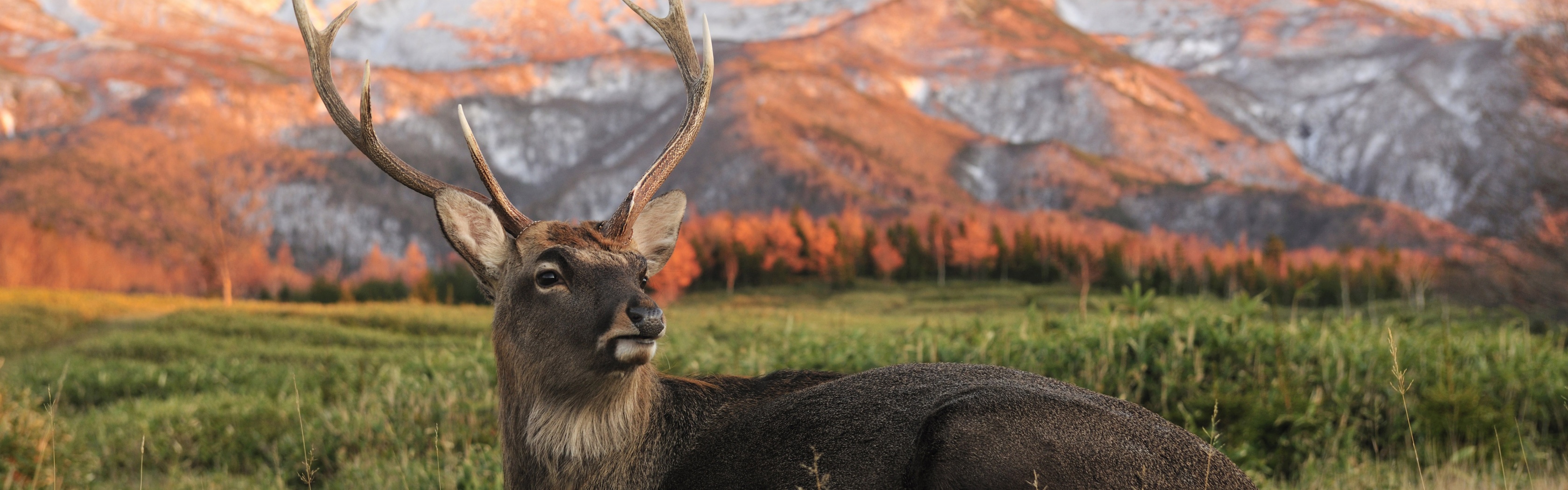 Deer In Foothills Of The Mountains