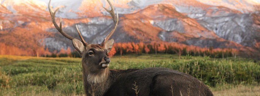 Deer In Foothills Of The Mountains