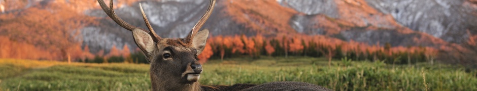 Deer In Foothills Of The Mountains