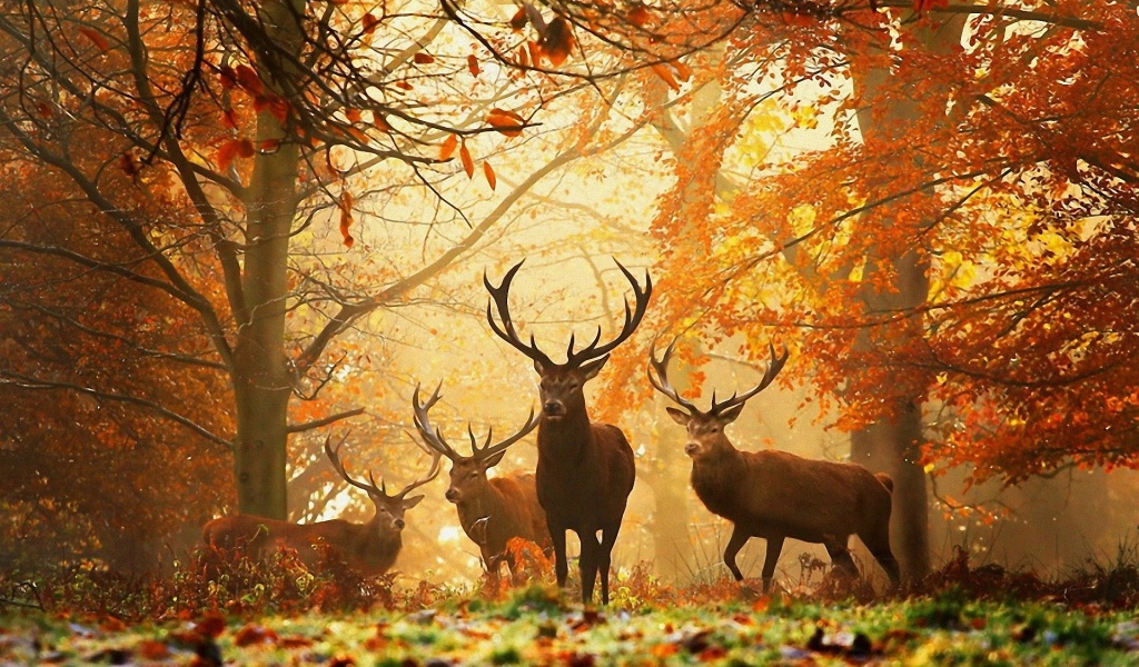 Deer In The Forest