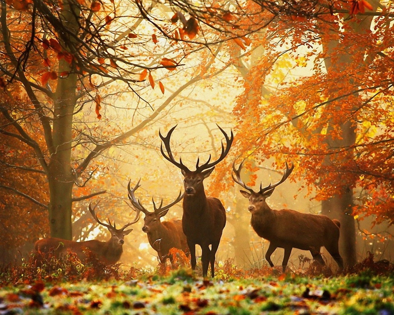 Deer In The Forest