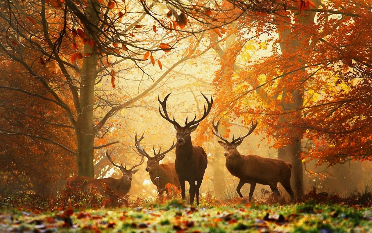 Deer In The Forest