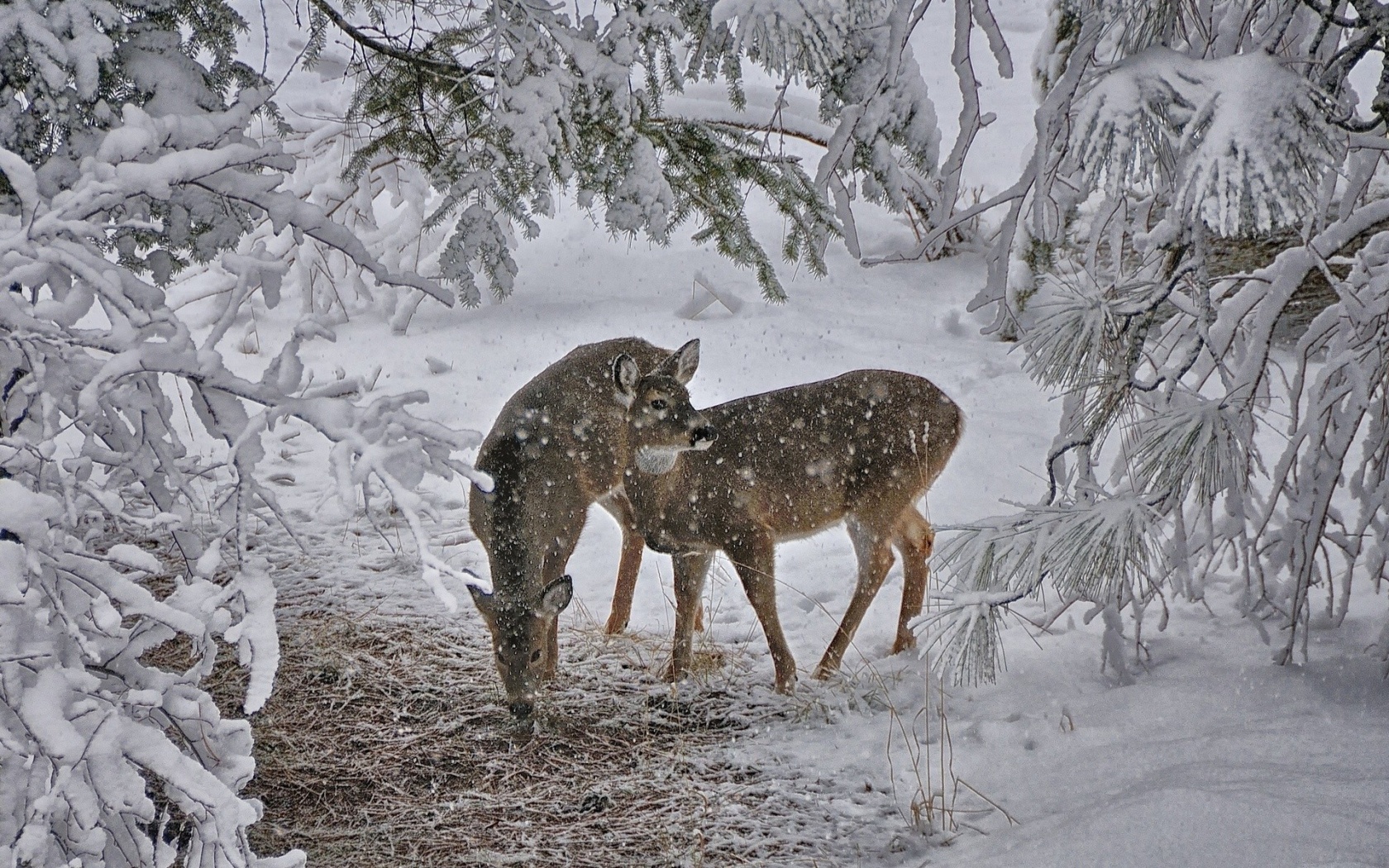 Deer Snow Trees Winter