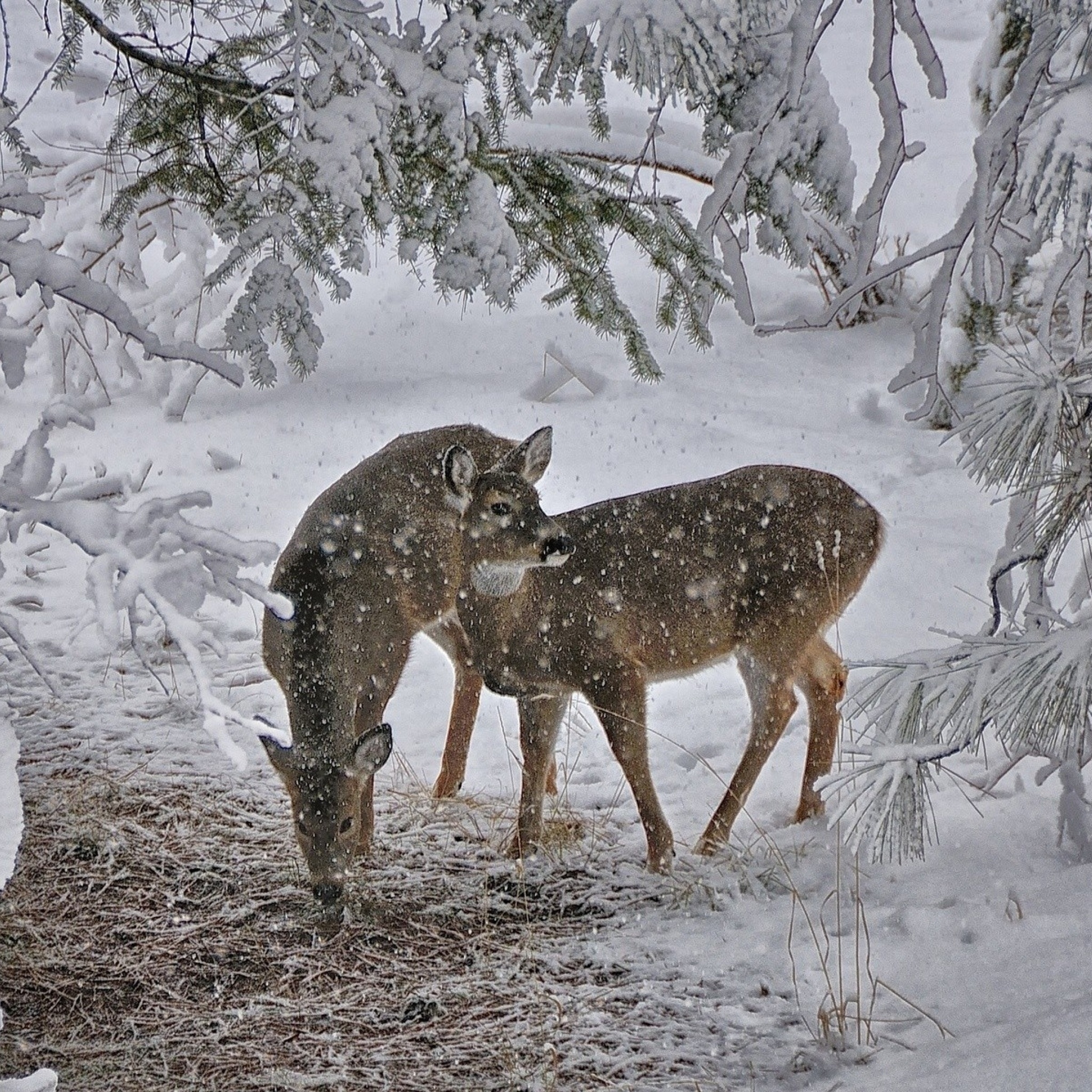 Deer Snow Trees Winter