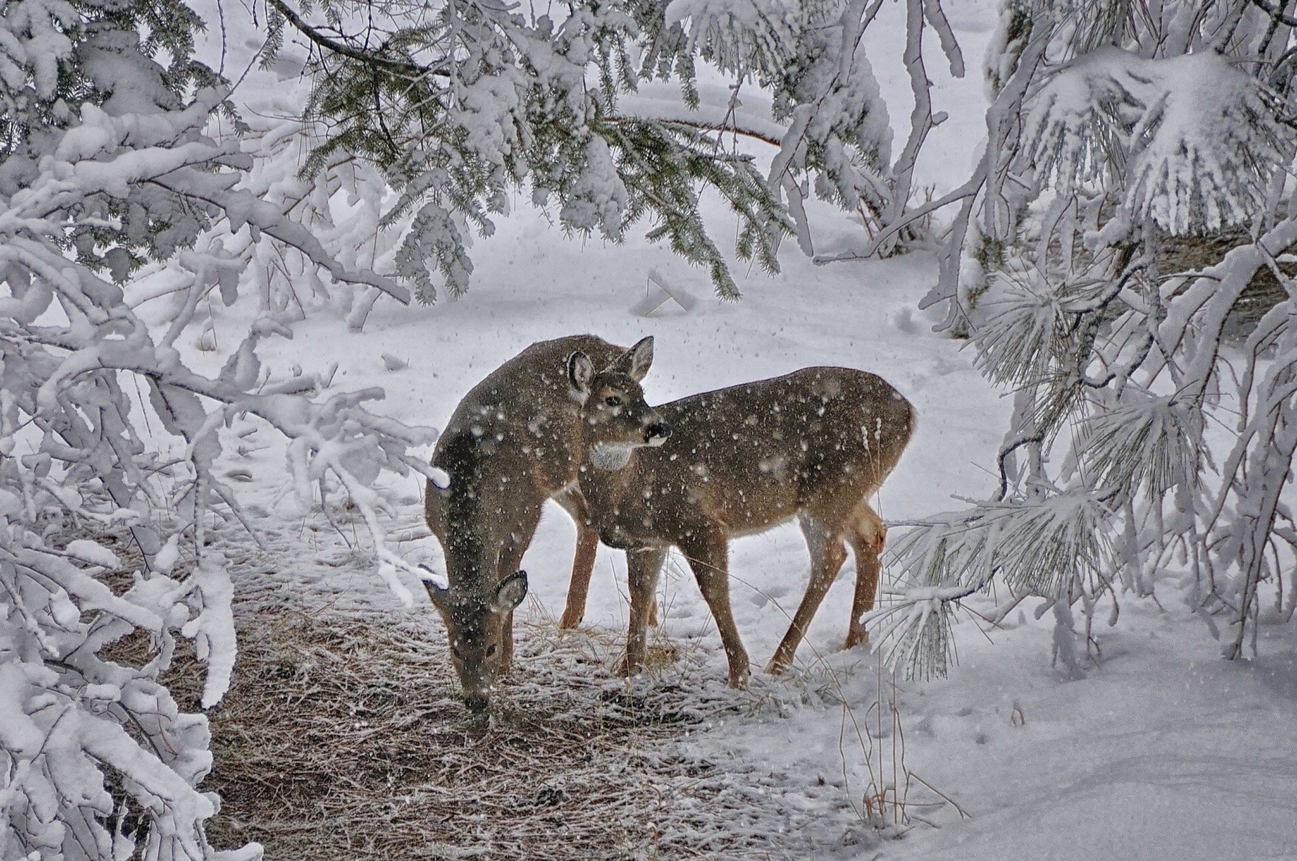 Deer Snow Trees Winter