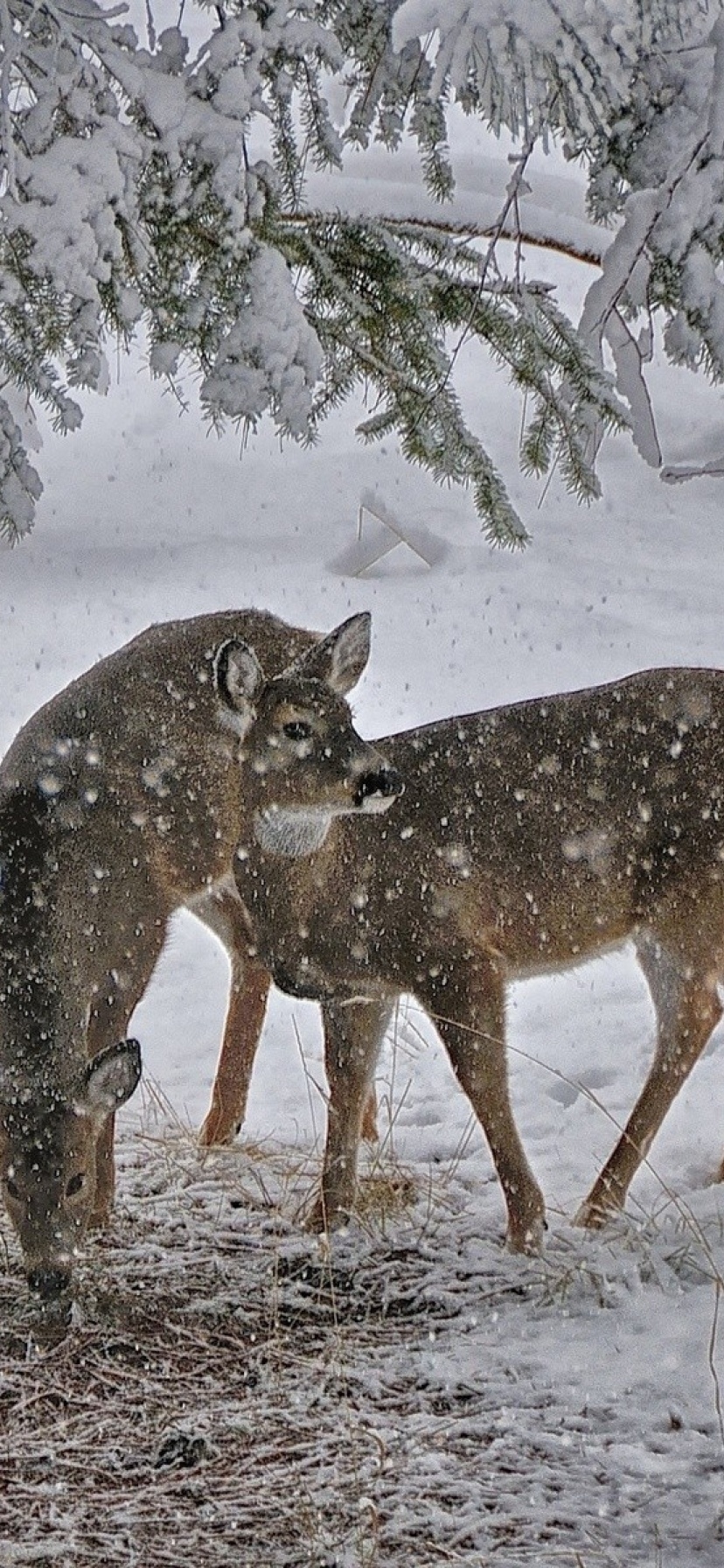 Deer Snow Trees Winter