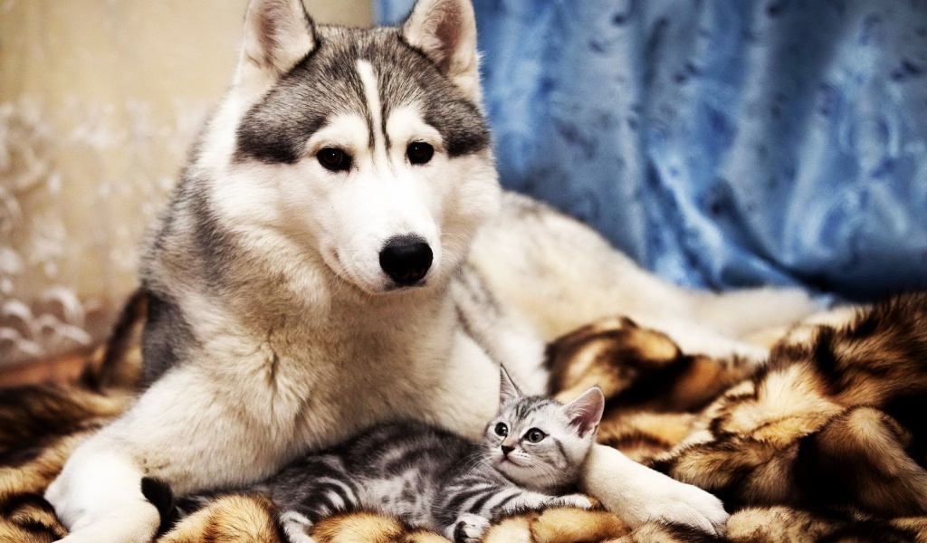 Dog And Cat Friends