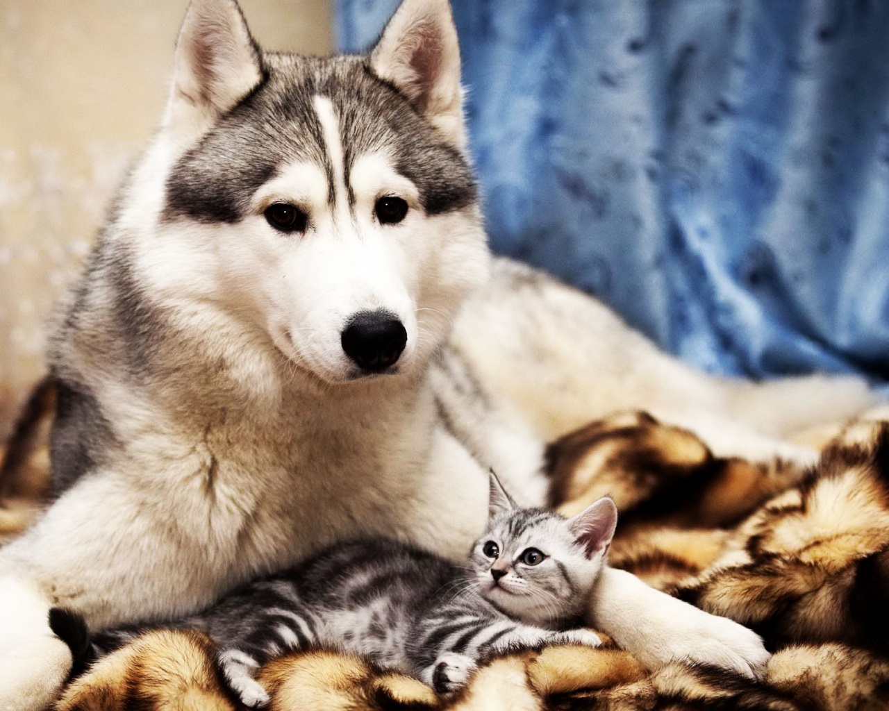 Dog And Cat Friends