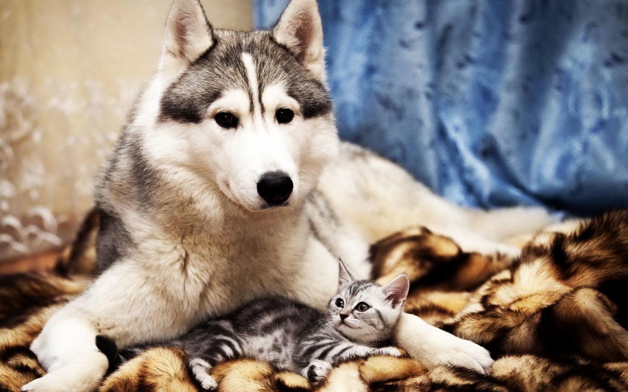 Dog And Cat Friends