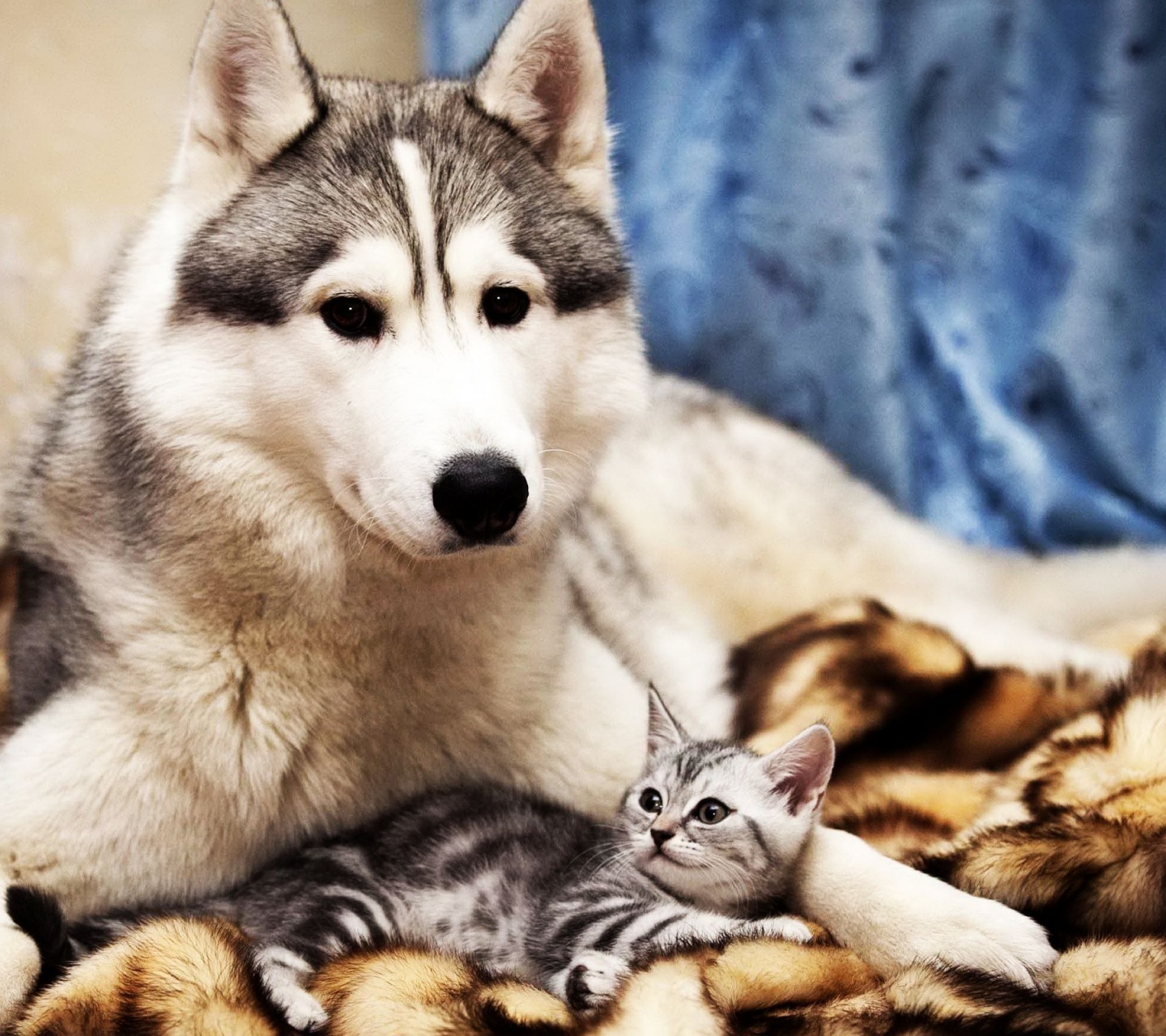 Dog And Cat Friends