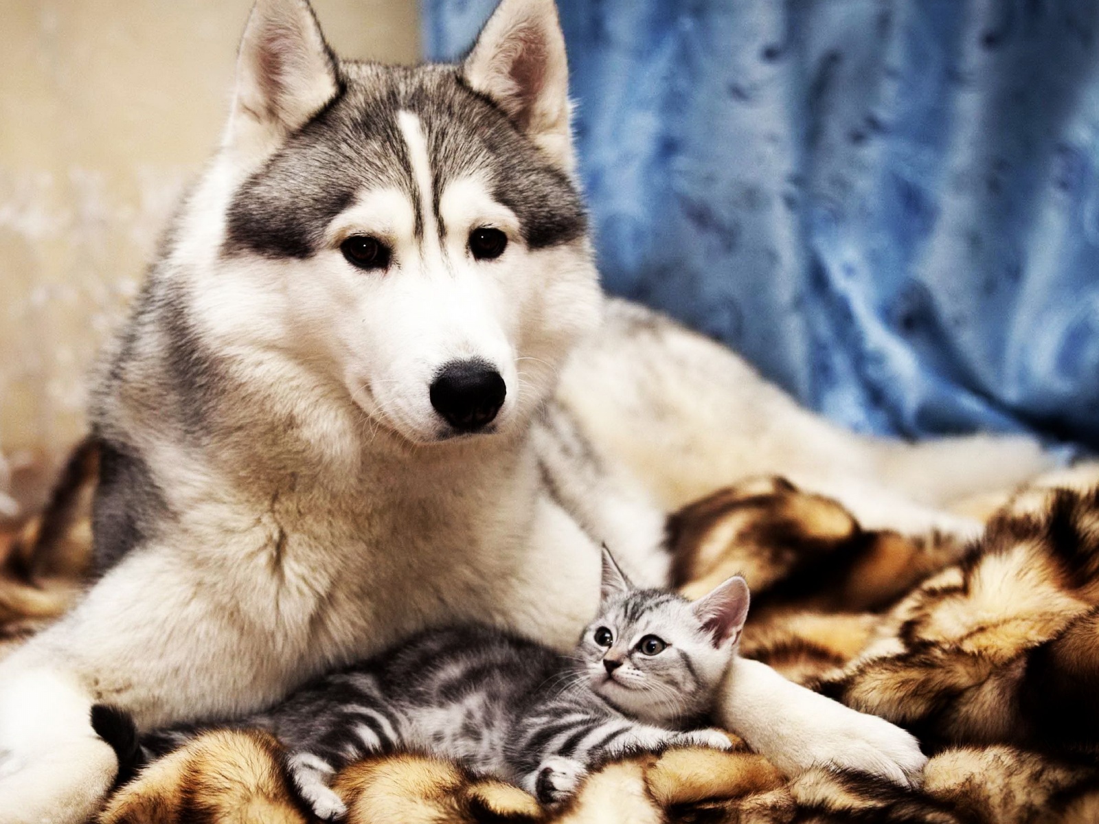 Dog And Cat Friends