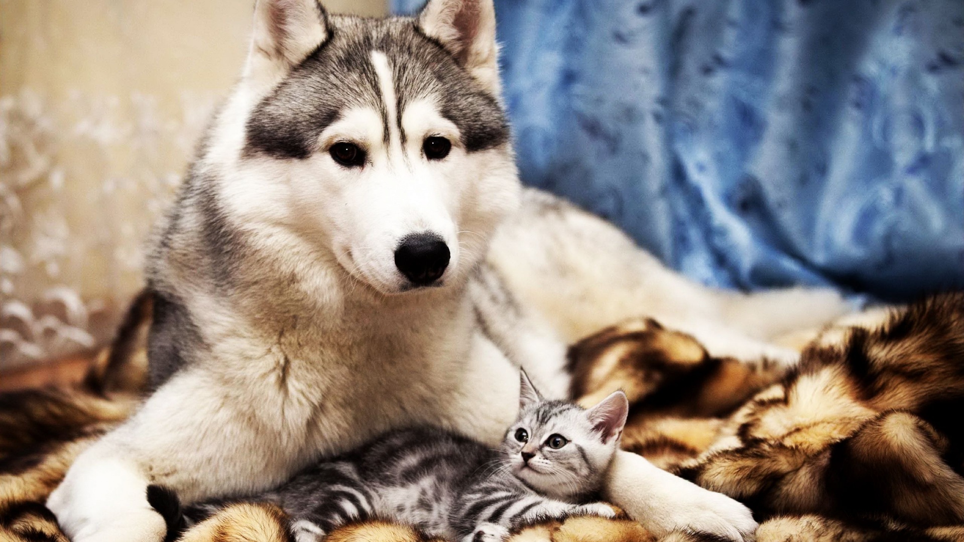 Dog And Cat Friends