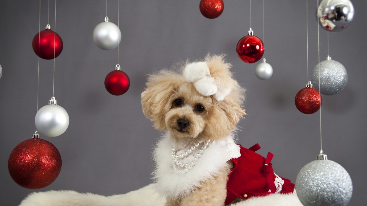 Dog And Christmas Decorations