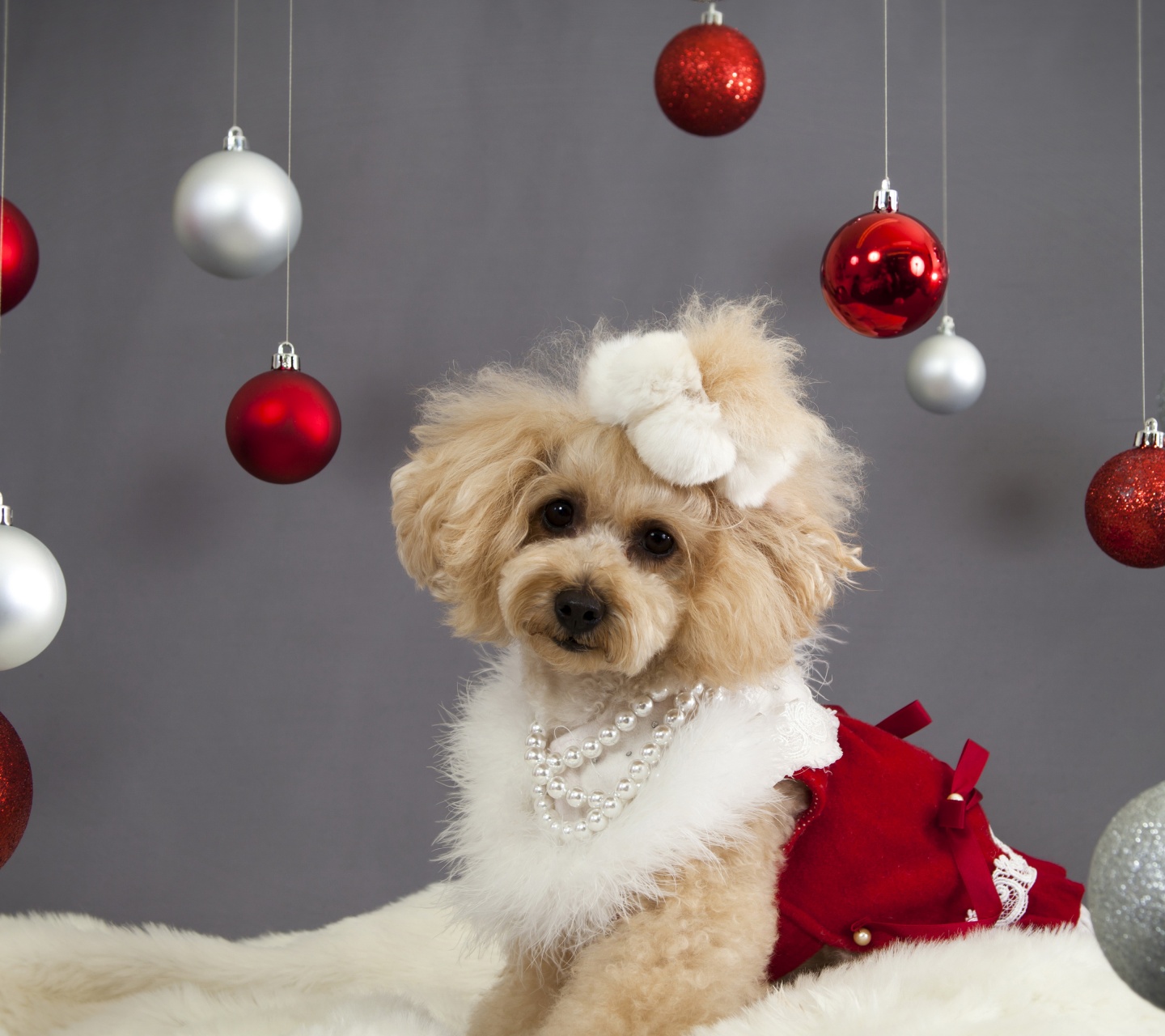 Dog And Christmas Decorations