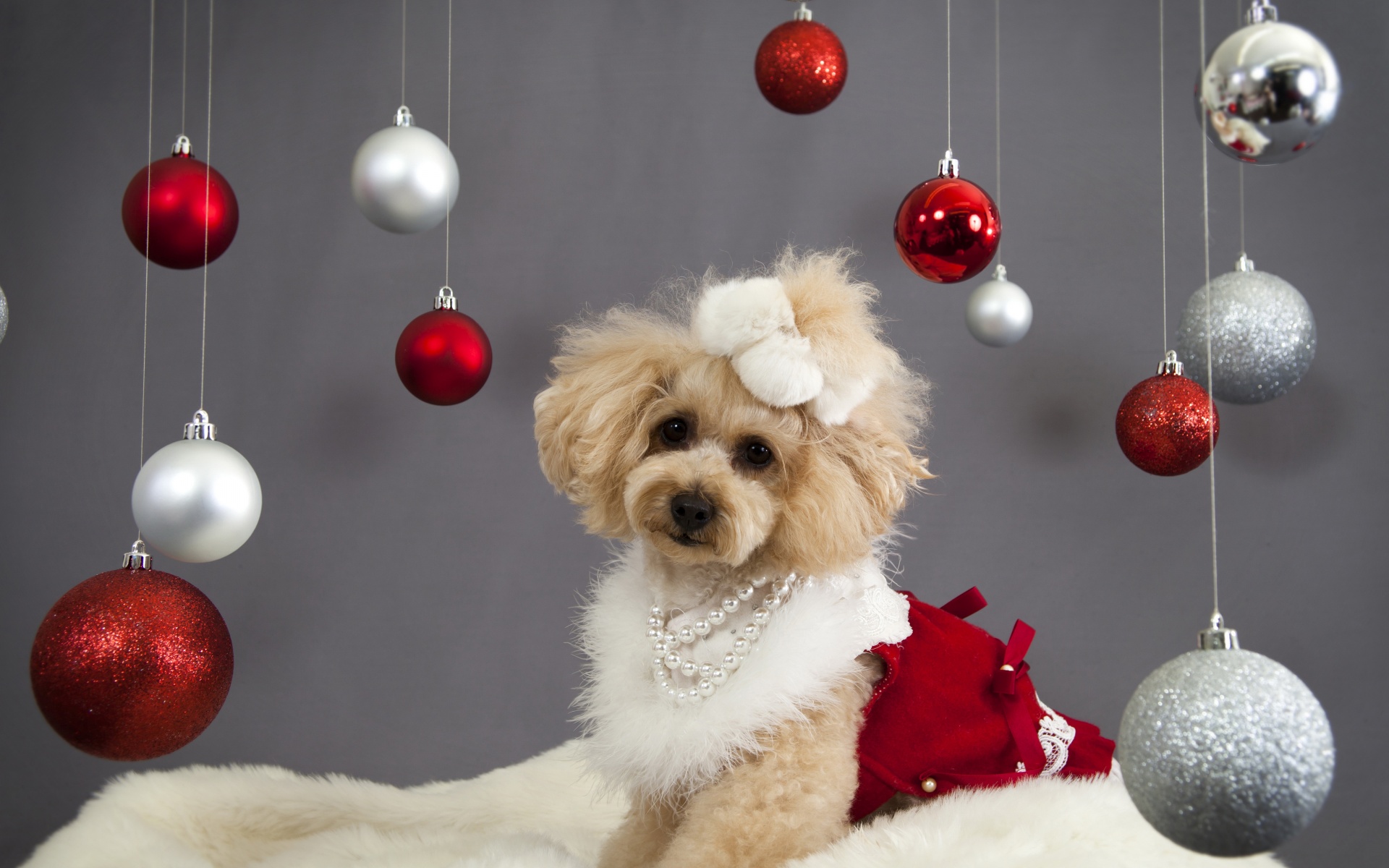 Dog And Christmas Decorations